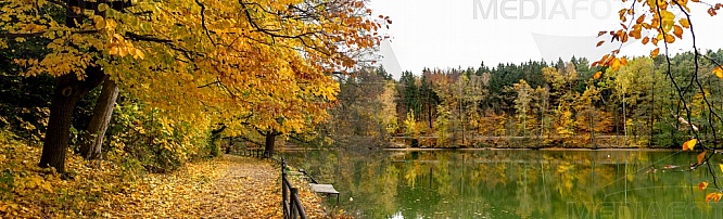Podzim, strom, listí, přehrada