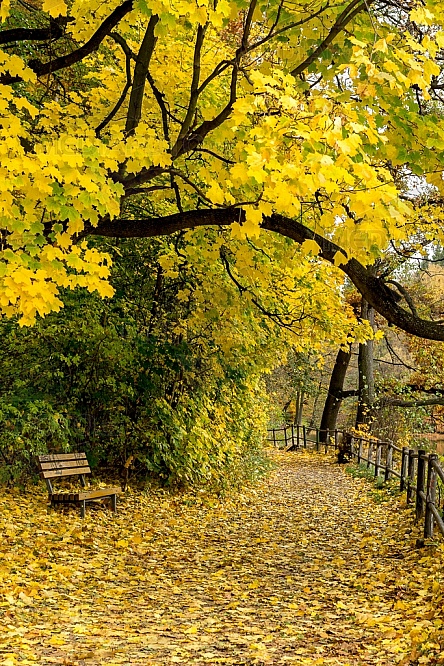 Podzim, strom, listí, lavička