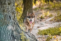 Vlk eurasijský, Canis lupus lupus
