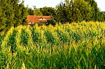 kukuřice, pole, zemědělství