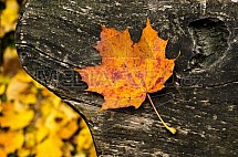 Podzim, list, lavička, dřevo, javor