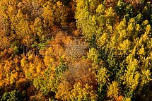 Les, podzim, letecky