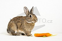 Zakrslý králík, mrkev