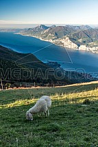 Ovce, Monte Baldo, Malcesine, Lago di Garda