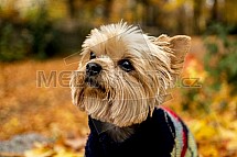 Yorkšírský teriér, pes, podzim