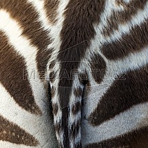 Zebra, ocas