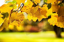 list, javor, podzim