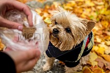 Yorkšírský teriér, pes, pamlsek, podzim