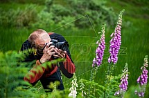 Fotograf, Náprstník červený, Digitalis purpurea