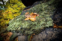 List, kámen, skála, podzim