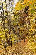 Podzim, strom, listí, cesta