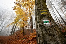 Podzim, les, Hrubá Skála, Český ráj
