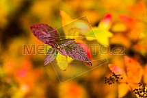 Podzim, barvy, keř, rostlina, listy