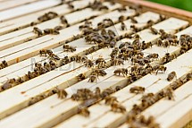 Včelařství, včela, úl