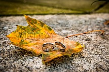 Svatba, prsten, snubníSnubní prsten