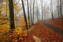 Podzim, les, cesta, silnice
