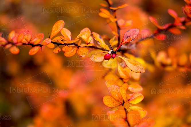 Podzim, barvy, keř, listy, oranžová