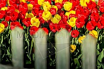 Tulipán, květiny, jaro, zahrada