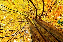 buk, strom, podzim