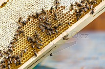 Včelařství, včela, rámek, med