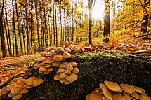 Jizerskohorské bučiny, houby