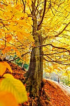 buk, strom, podzim