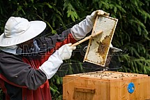 Včelař, včelařství, med
