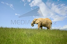 Slon Africký, Loxodonta africana