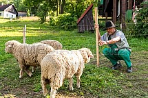 Bača, ovce, stádo, chovatelství, Zdeněk Vondruška
